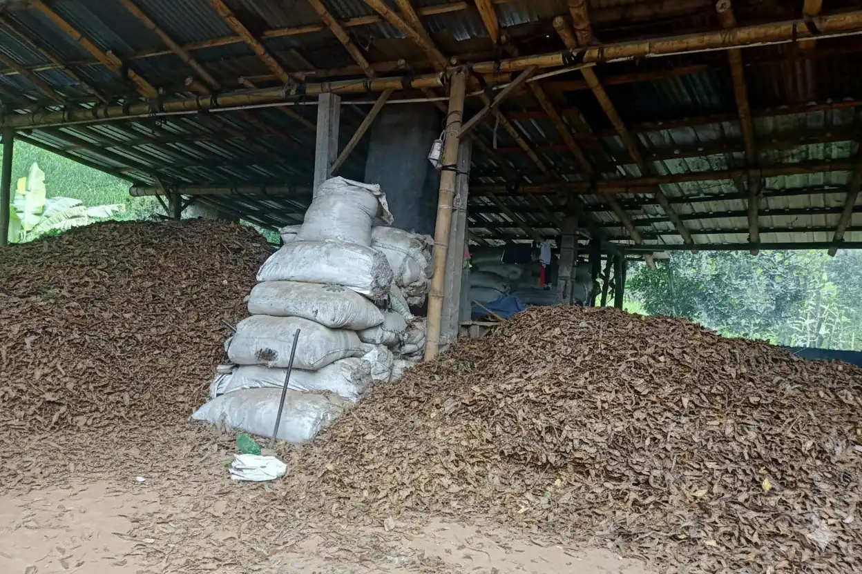 Penyulingan Cengkeh